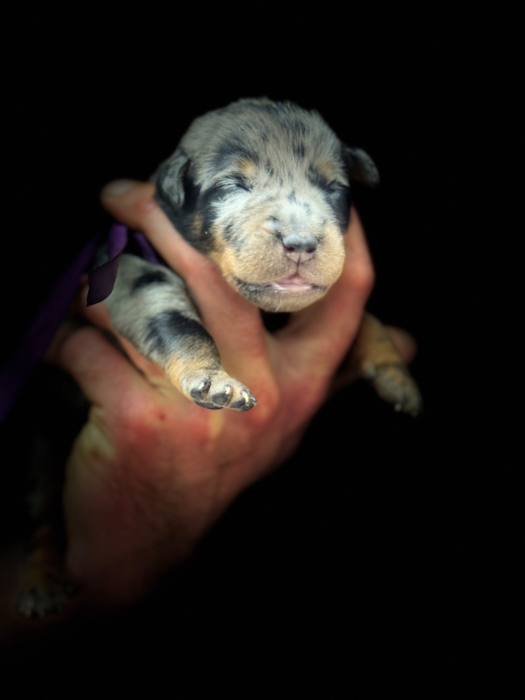 du berceau de bfamily - Chiots disponibles - Berger de Beauce