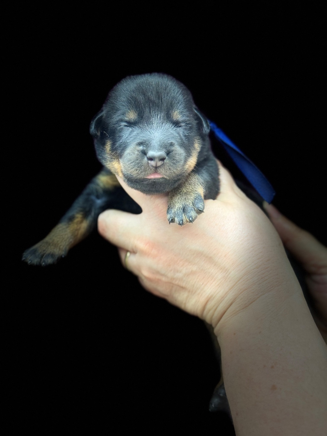 du berceau de bfamily - Chiots disponibles - Berger de Beauce