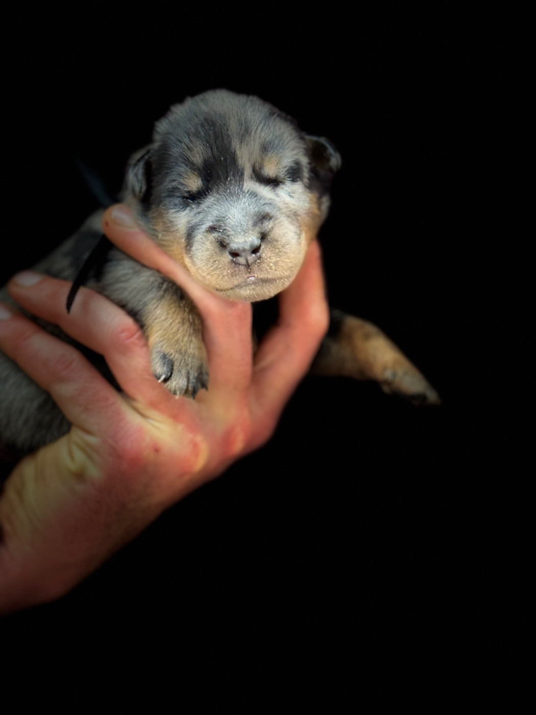 du berceau de bfamily - Chiots disponibles - Berger de Beauce