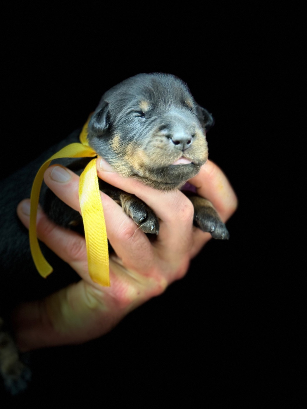 du berceau de bfamily - Chiots disponibles - Berger de Beauce