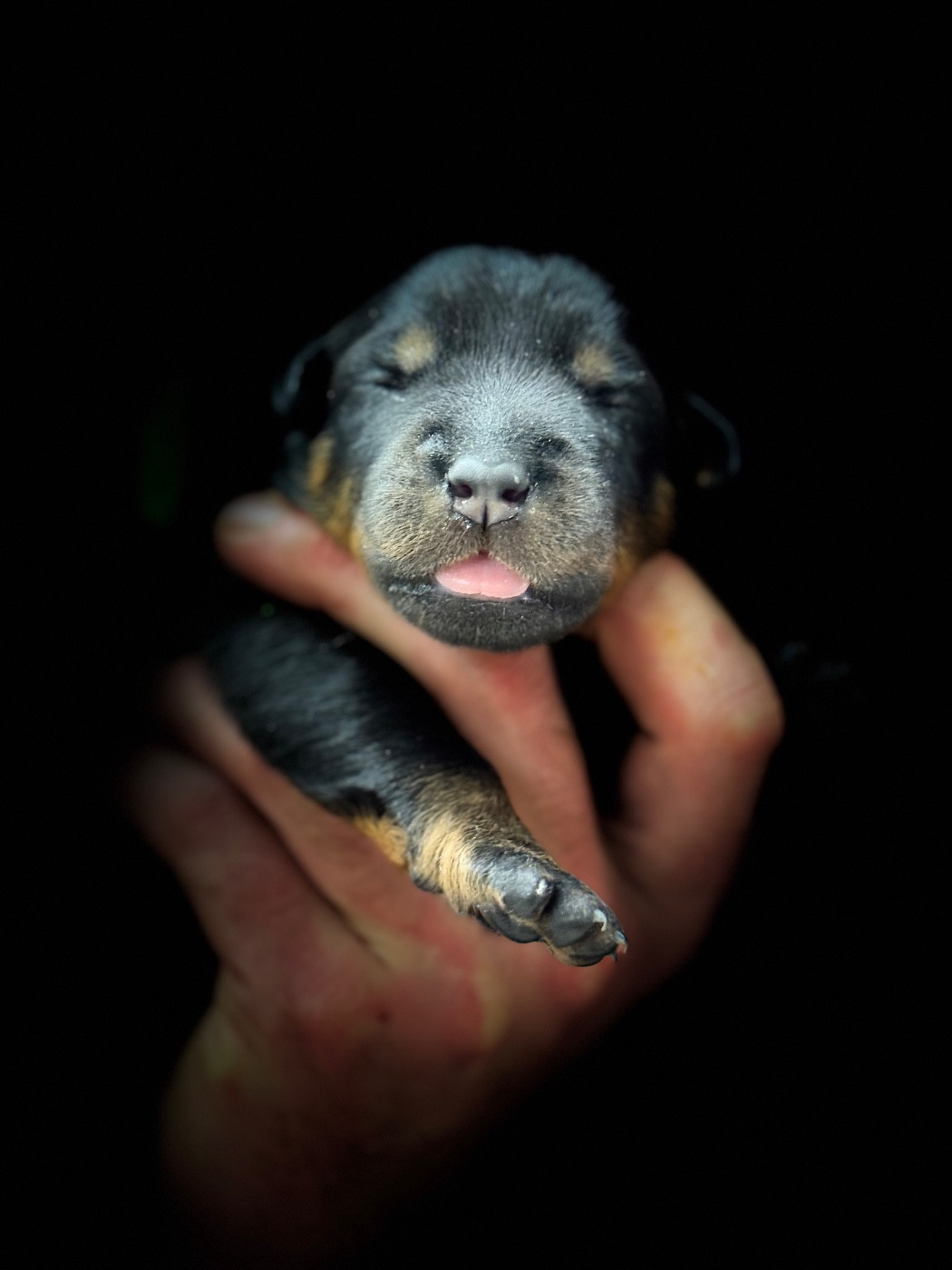 du berceau de bfamily - Chiots disponibles - Berger de Beauce