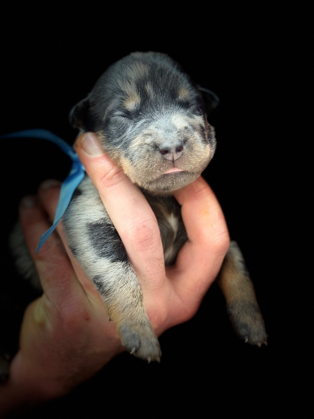 du berceau de bfamily - Chiots disponibles - Berger de Beauce