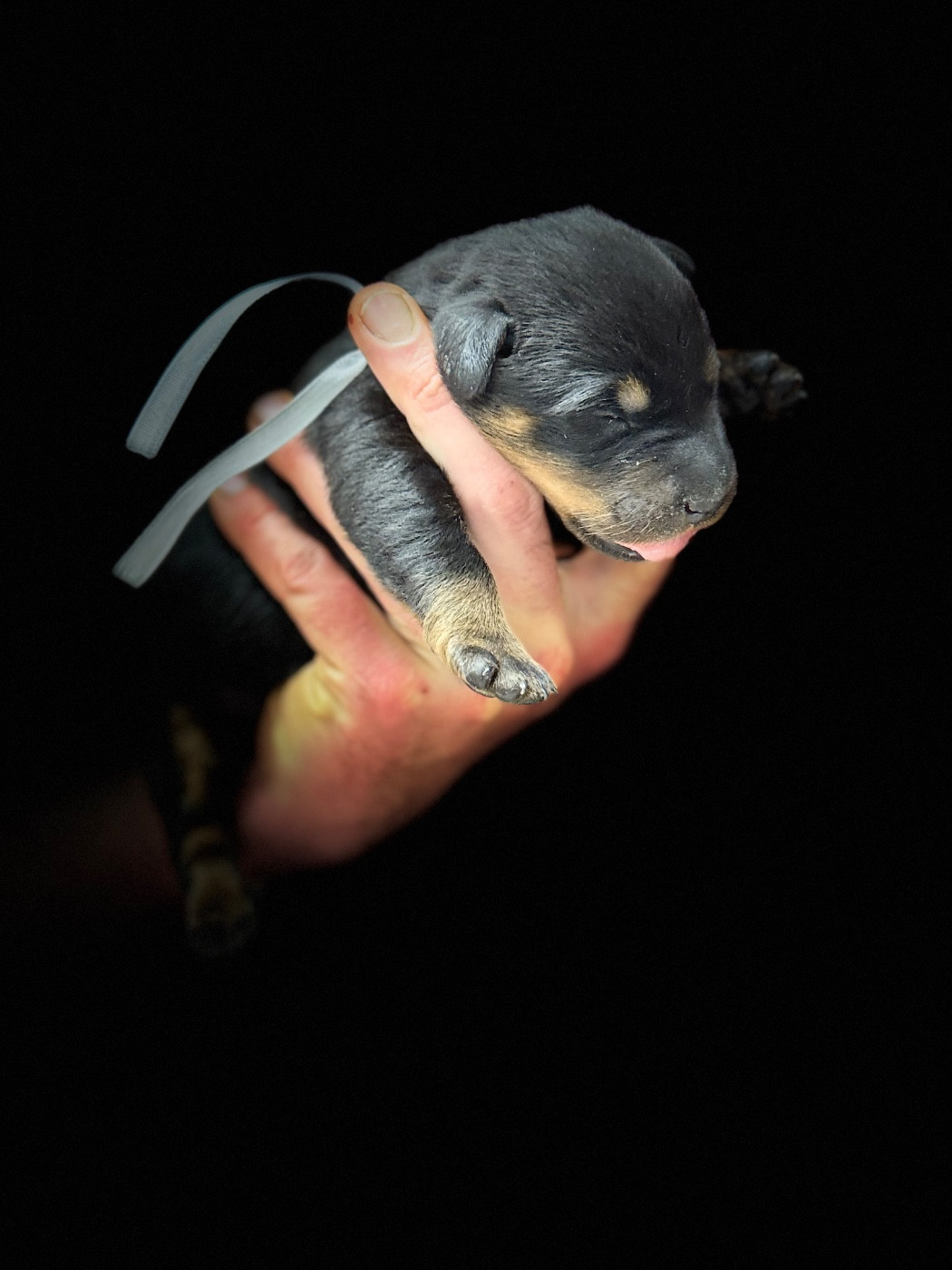 du berceau de bfamily - Chiots disponibles - Berger de Beauce