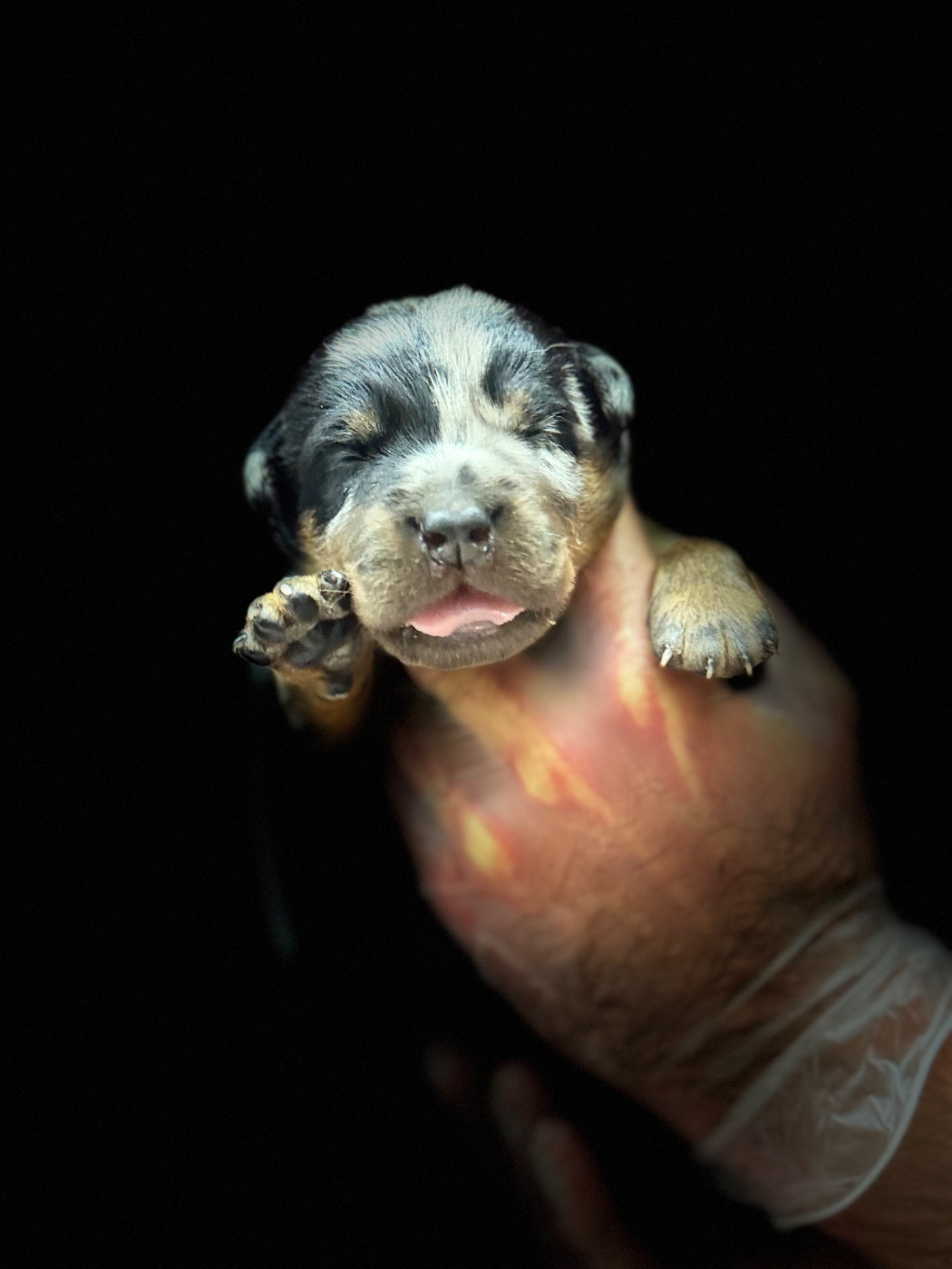 du berceau de bfamily - Chiots disponibles - Berger de Beauce