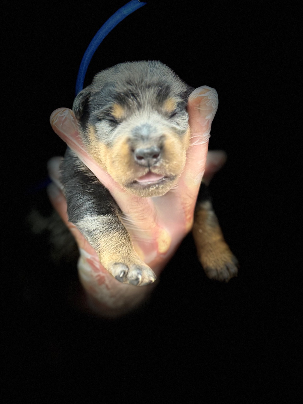 du berceau de bfamily - Chiots disponibles - Berger de Beauce