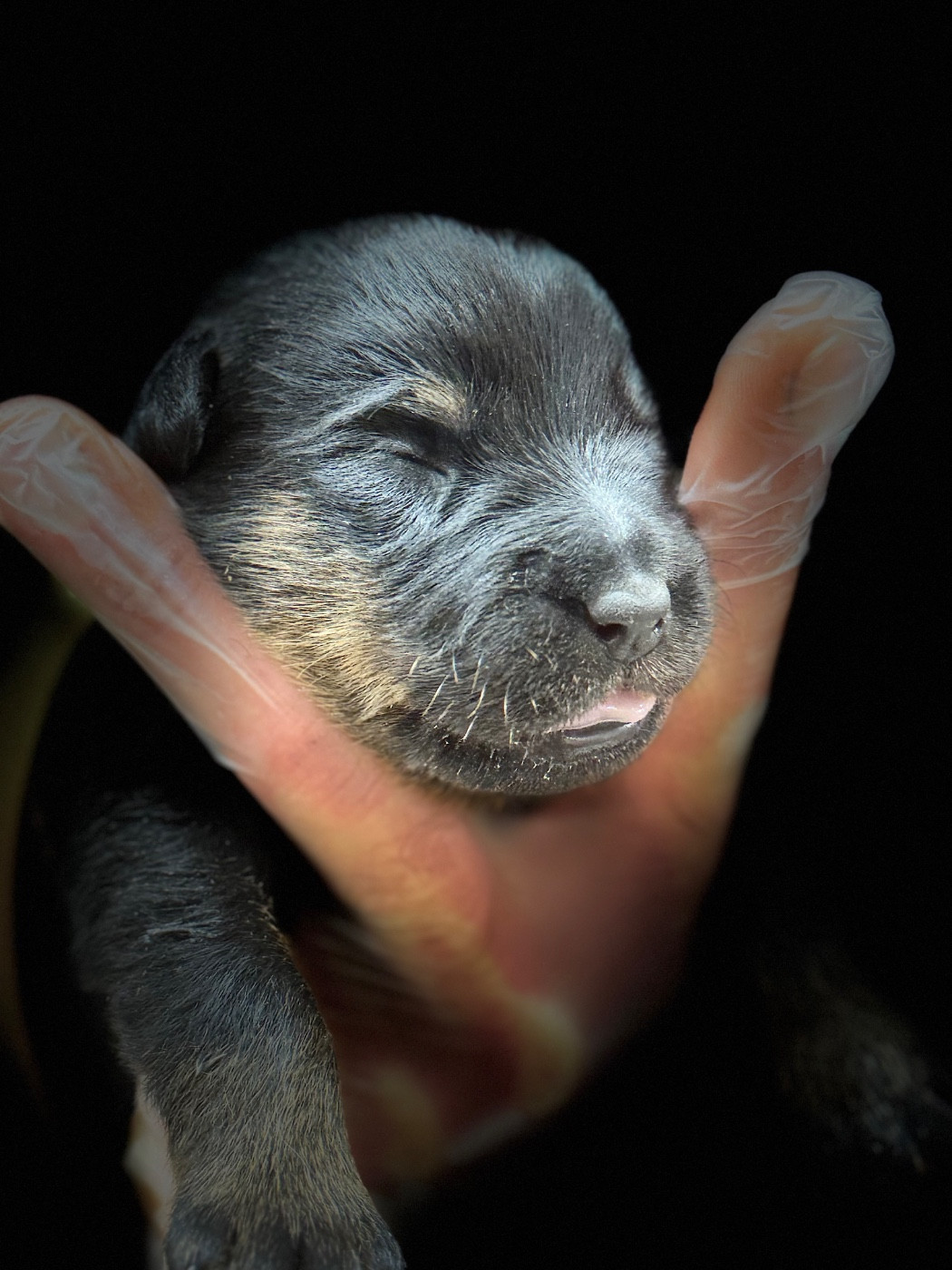 du berceau de bfamily - Chiots disponibles - Berger de Beauce