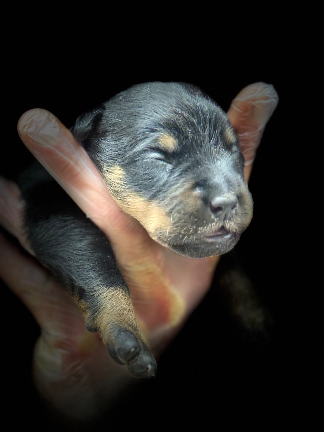 du berceau de bfamily - Chiots disponibles - Berger de Beauce