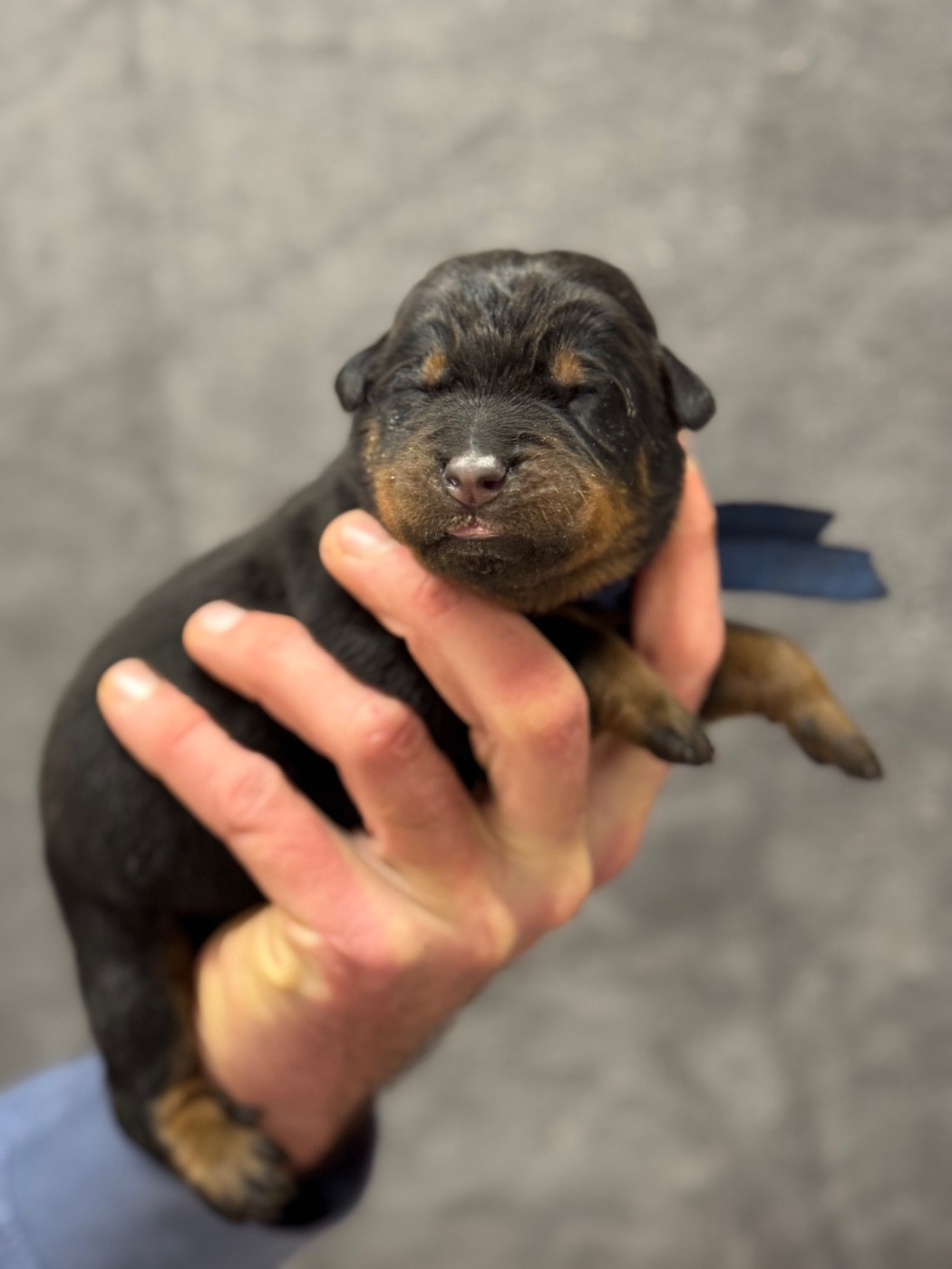 du berceau de bfamily - Chiots disponibles - Berger de Beauce