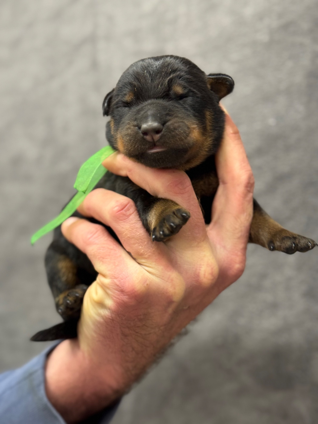 du berceau de bfamily - Chiots disponibles - Berger de Beauce