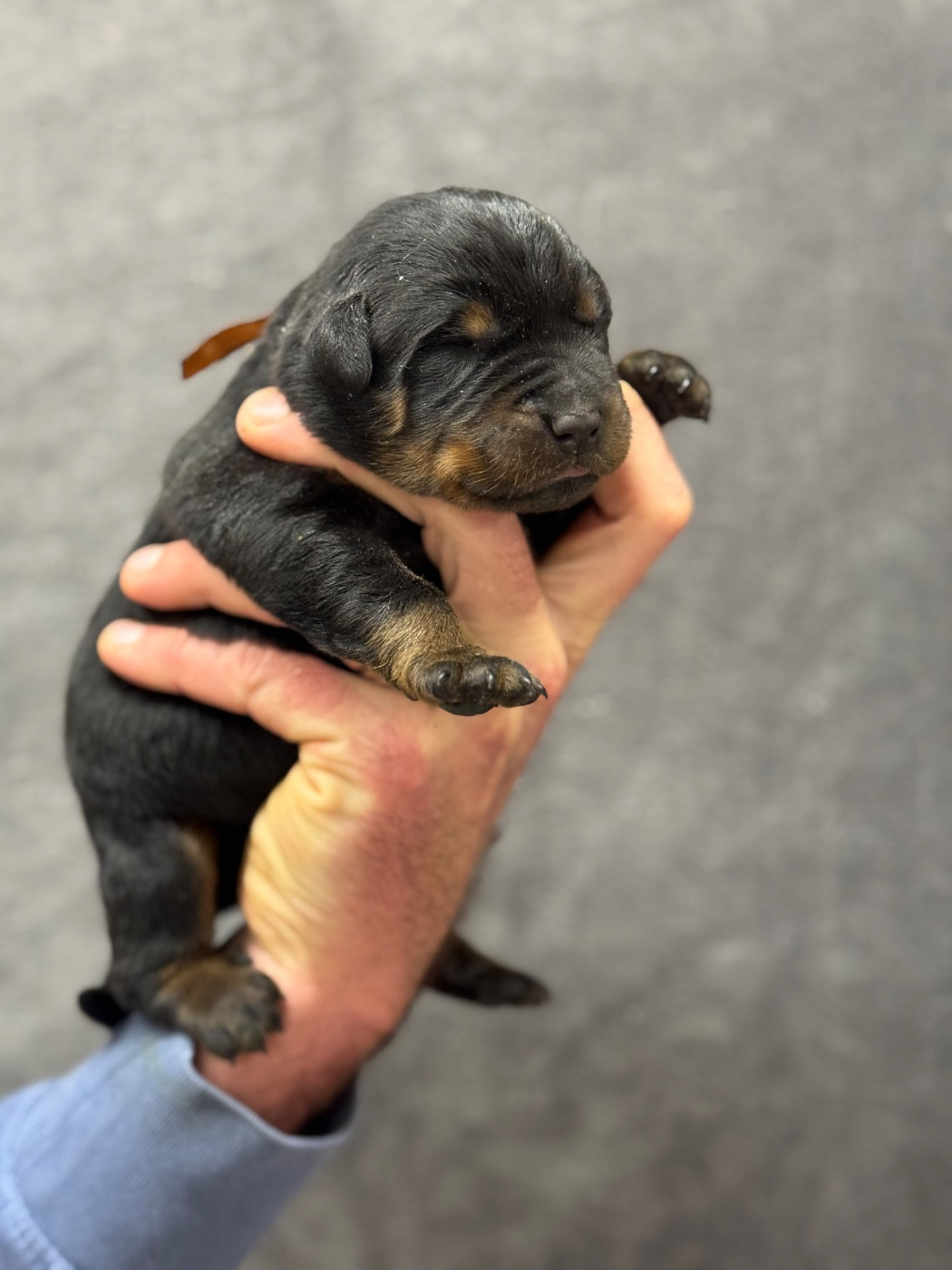 du berceau de bfamily - Chiots disponibles - Berger de Beauce