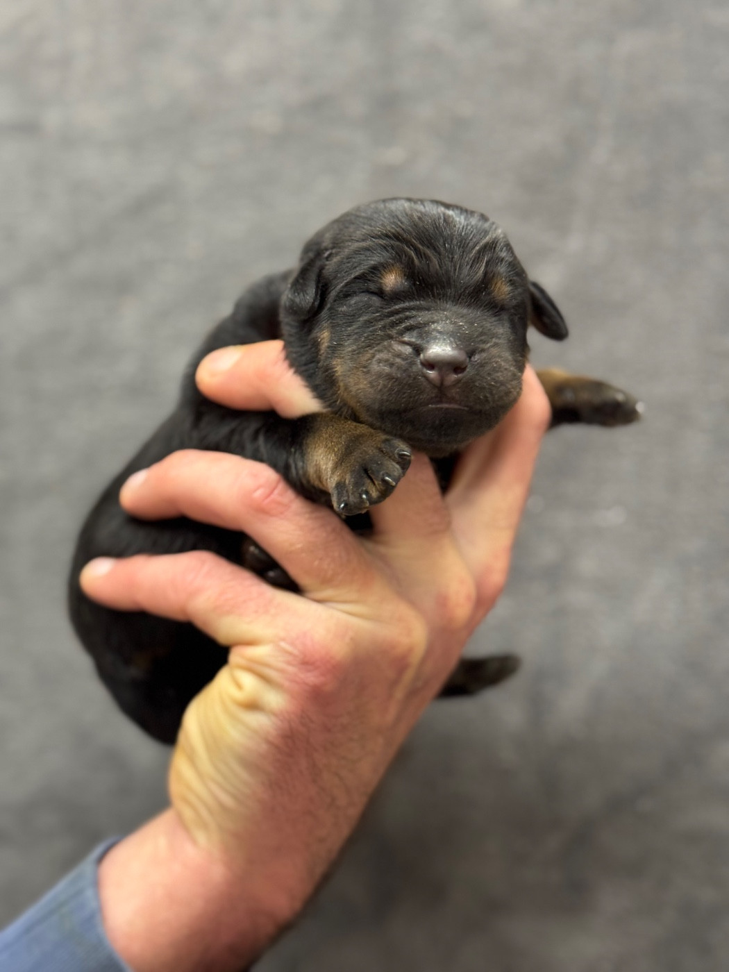 du berceau de bfamily - Chiots disponibles - Berger de Beauce