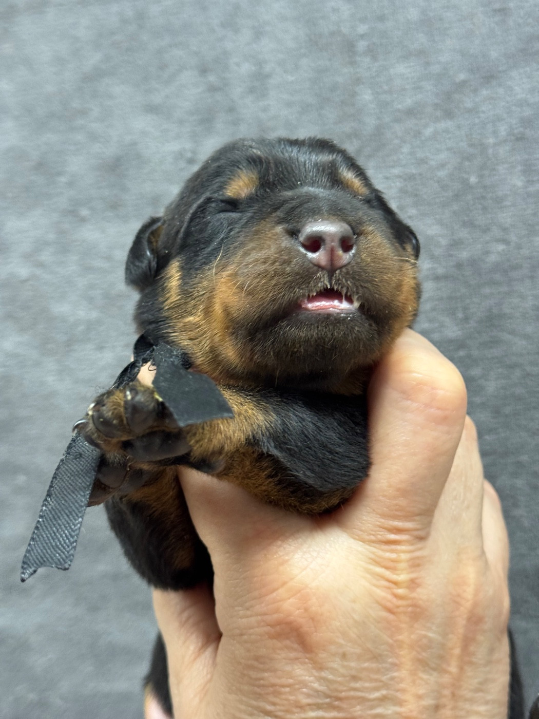 du berceau de bfamily - Chiots disponibles - Berger de Beauce