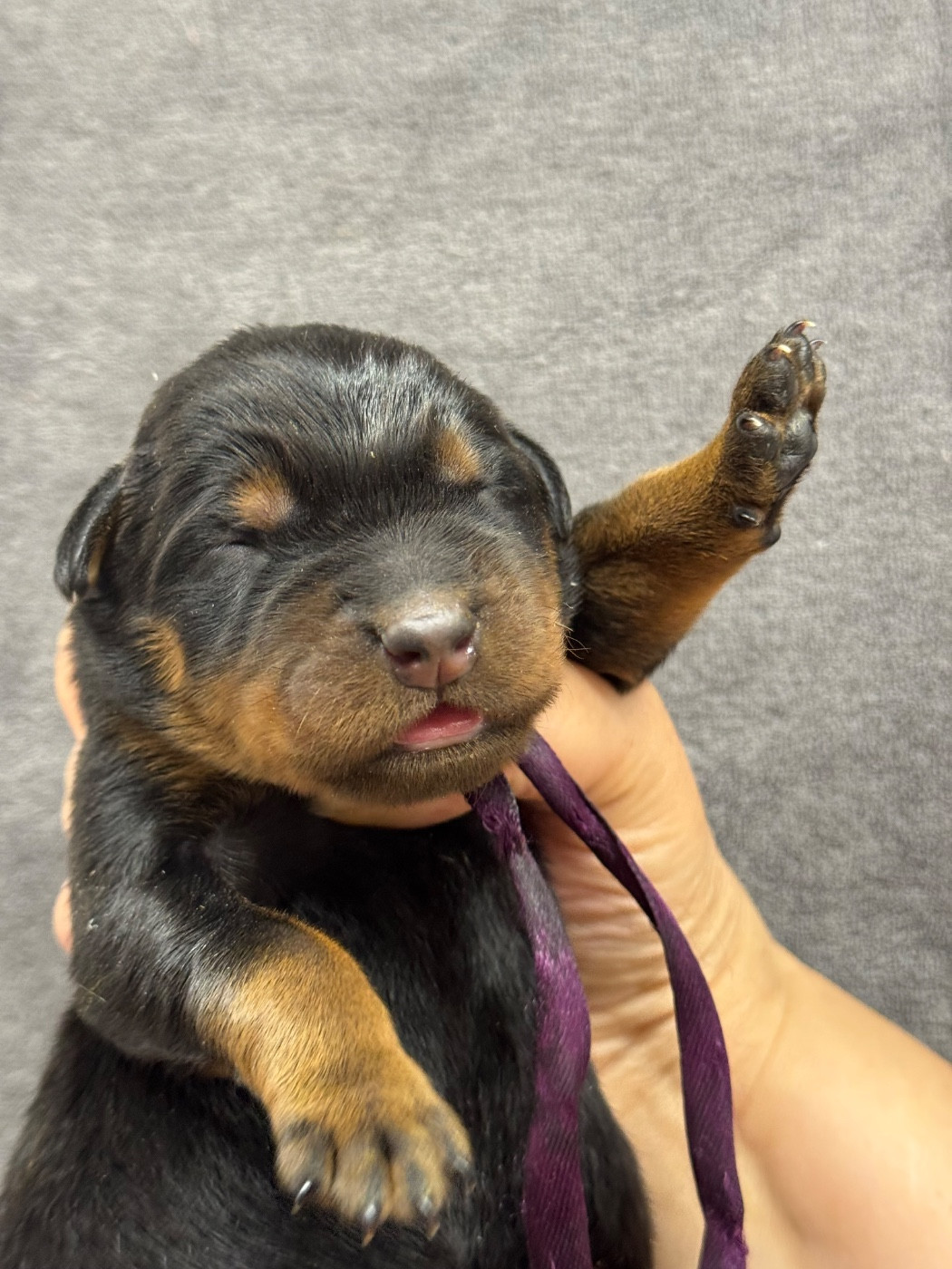 du berceau de bfamily - Chiots disponibles - Berger de Beauce