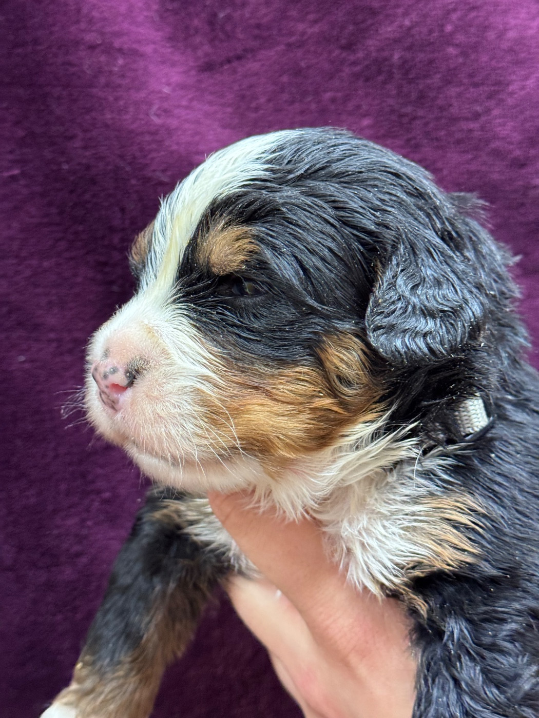 du berceau de bfamily - Chiots disponibles - Bouvier Bernois