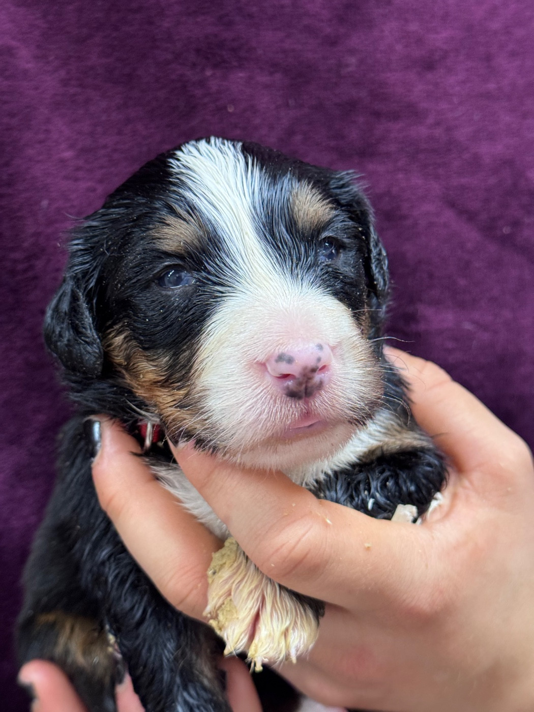 du berceau de bfamily - Chiots disponibles - Bouvier Bernois