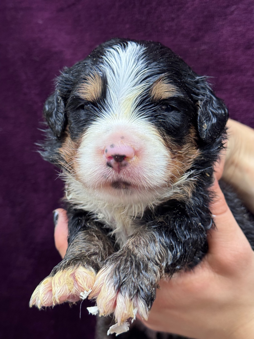 du berceau de bfamily - Chiots disponibles - Bouvier Bernois