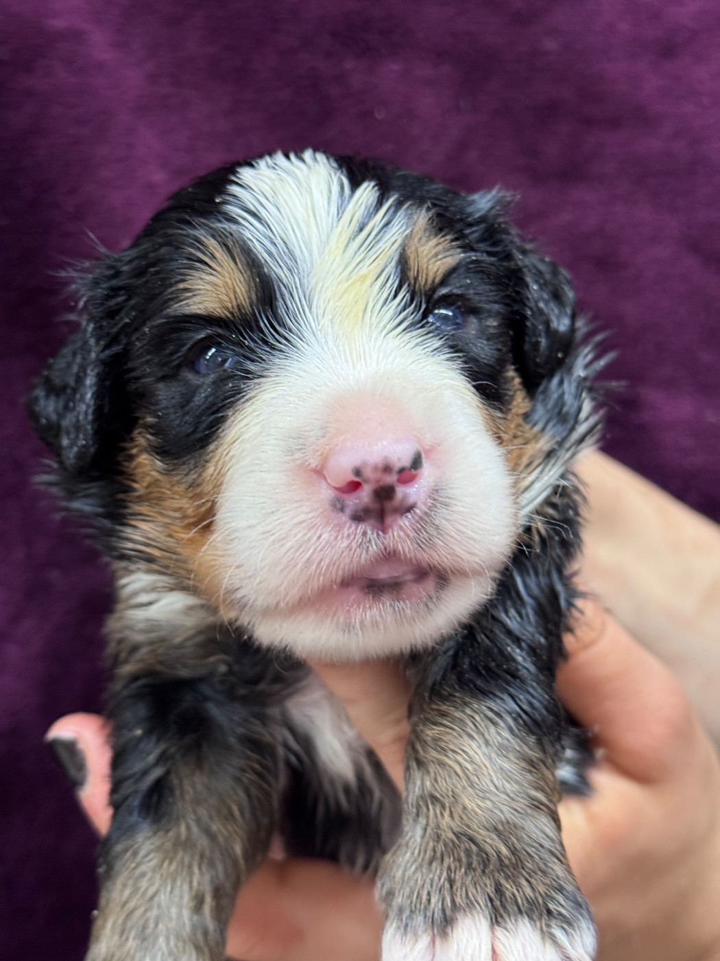 du berceau de bfamily - Chiots disponibles - Bouvier Bernois