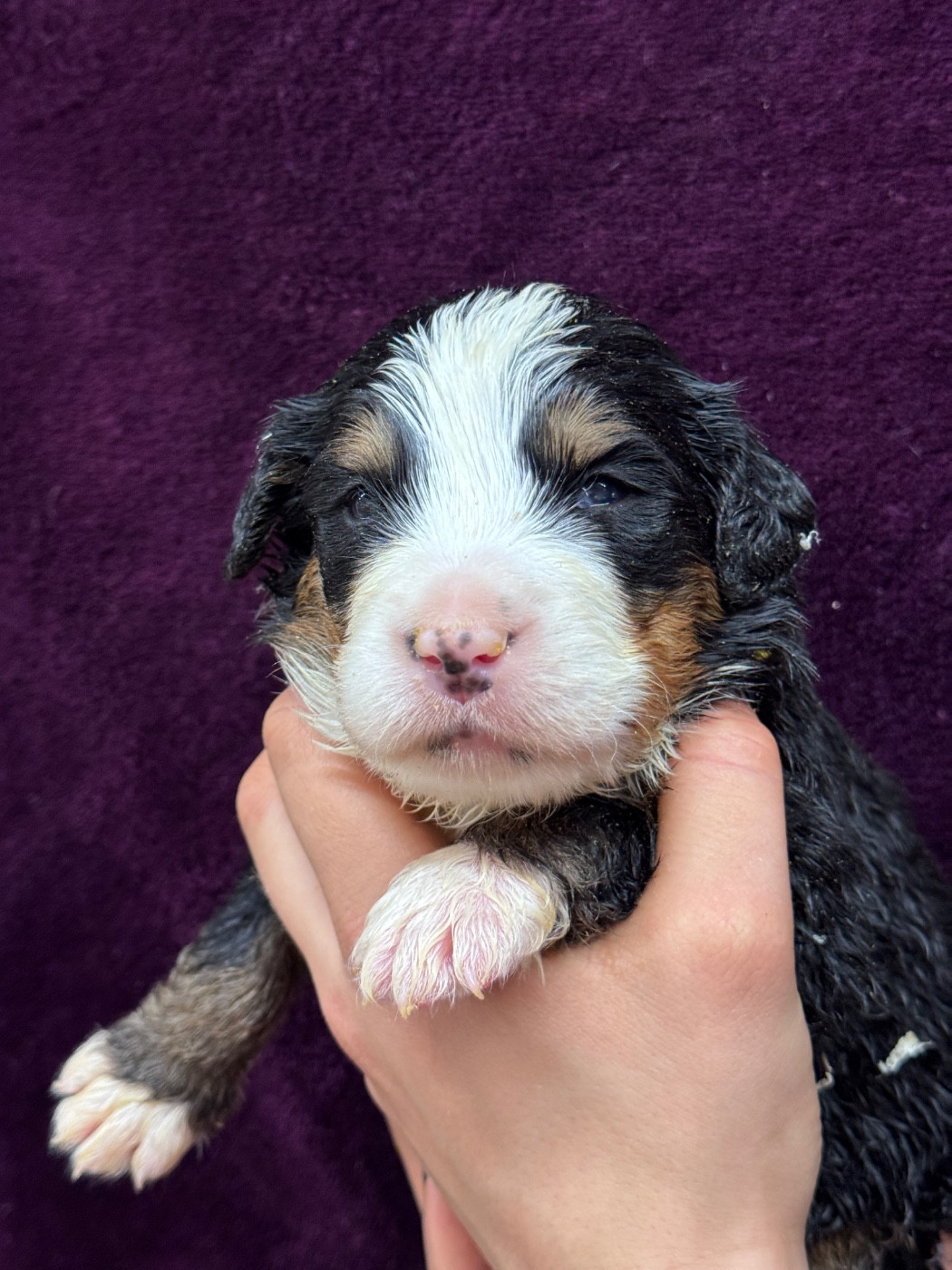 du berceau de bfamily - Chiots disponibles - Bouvier Bernois