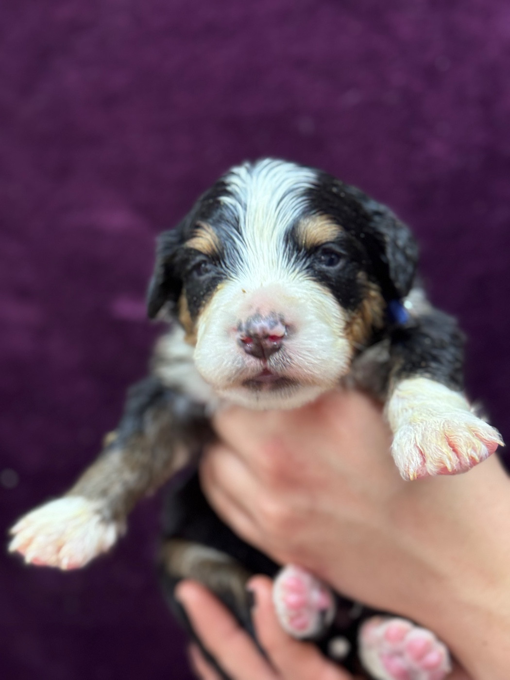 du berceau de bfamily - Chiots disponibles - Bouvier Bernois