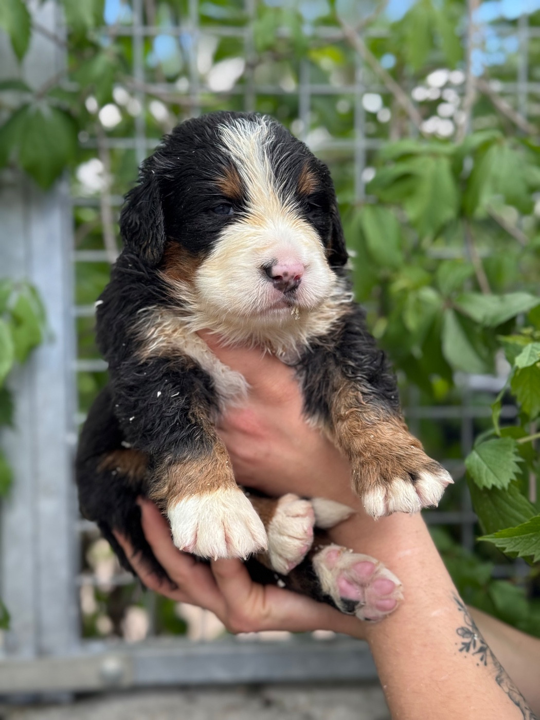 du berceau de bfamily - Chiots disponibles - Bouvier Bernois