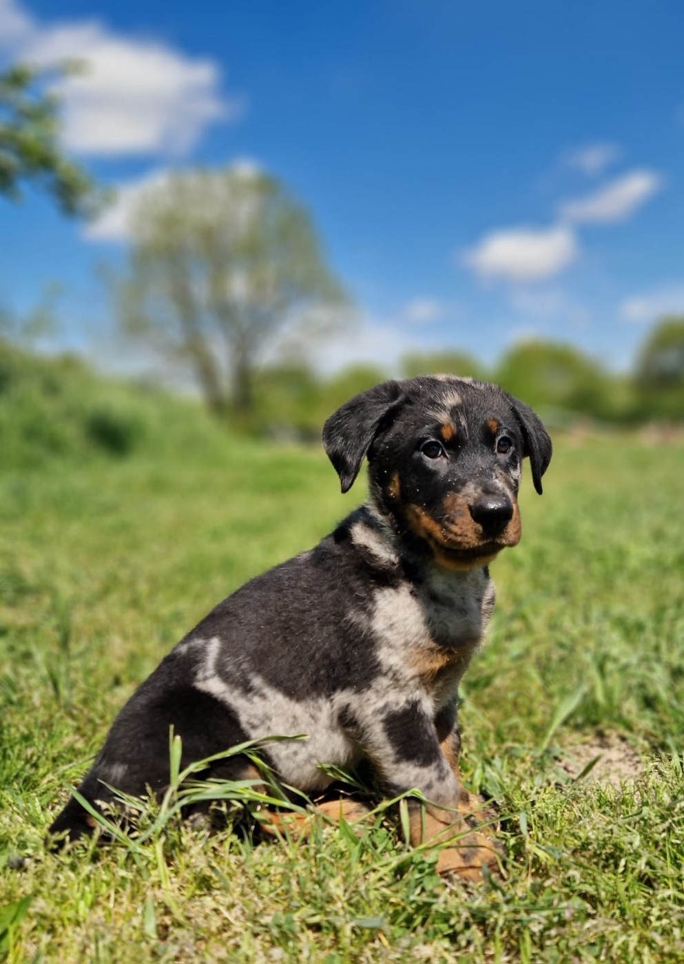 du berceau de bfamily - Chiots disponibles - Berger de Beauce