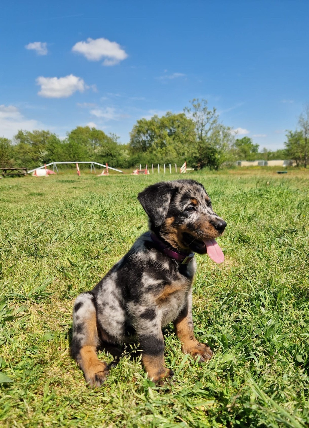 Biture collier violet arlequine