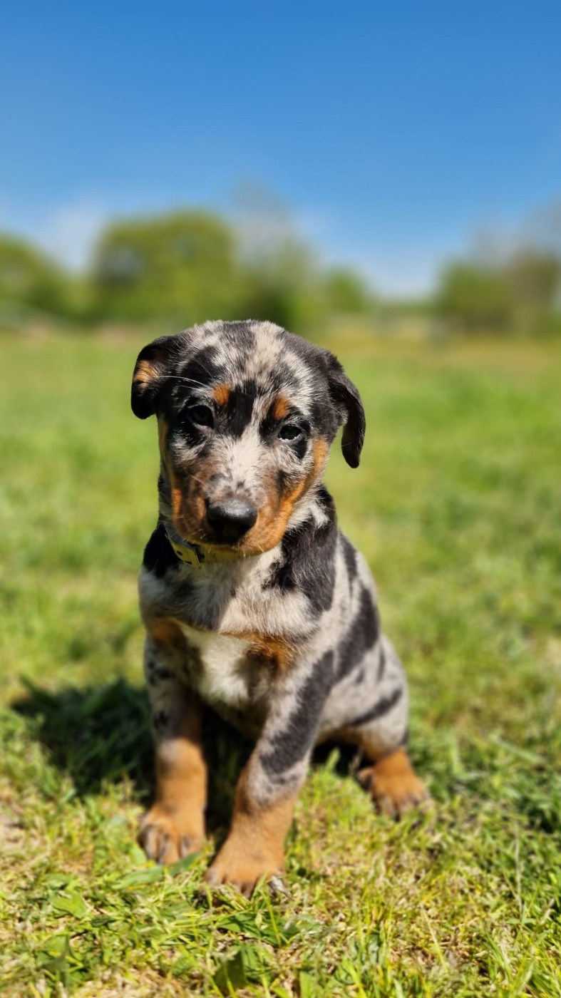 du berceau de bfamily - Chiots disponibles - Berger de Beauce