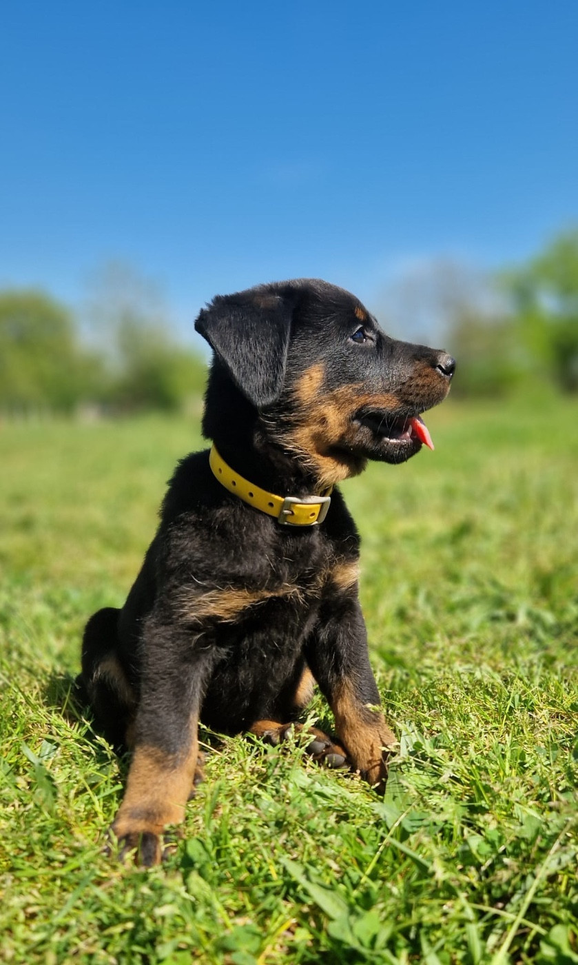 du berceau de bfamily - Chiots disponibles - Berger de Beauce