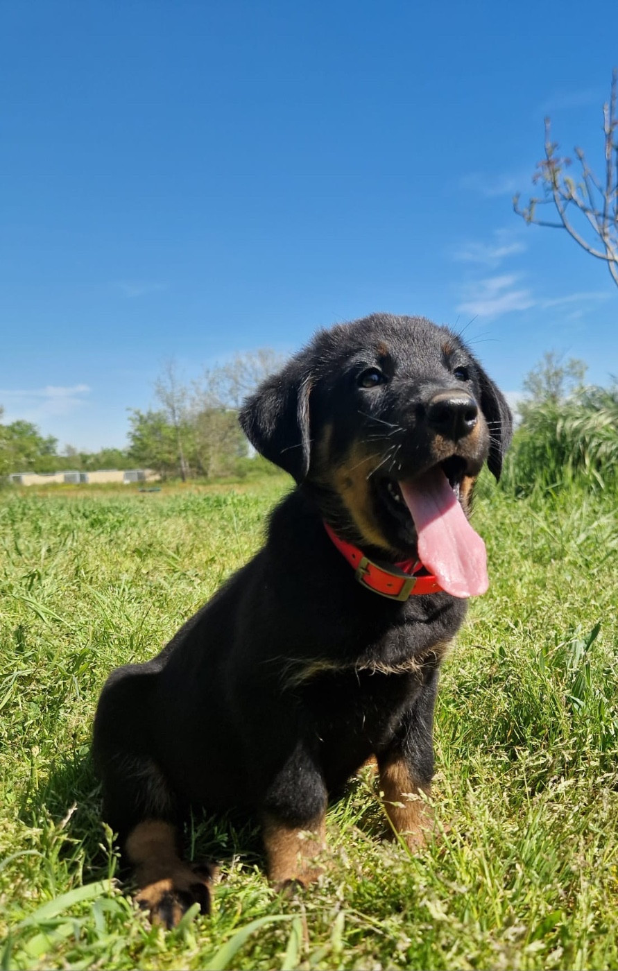 Binouse collier rose noire et feu