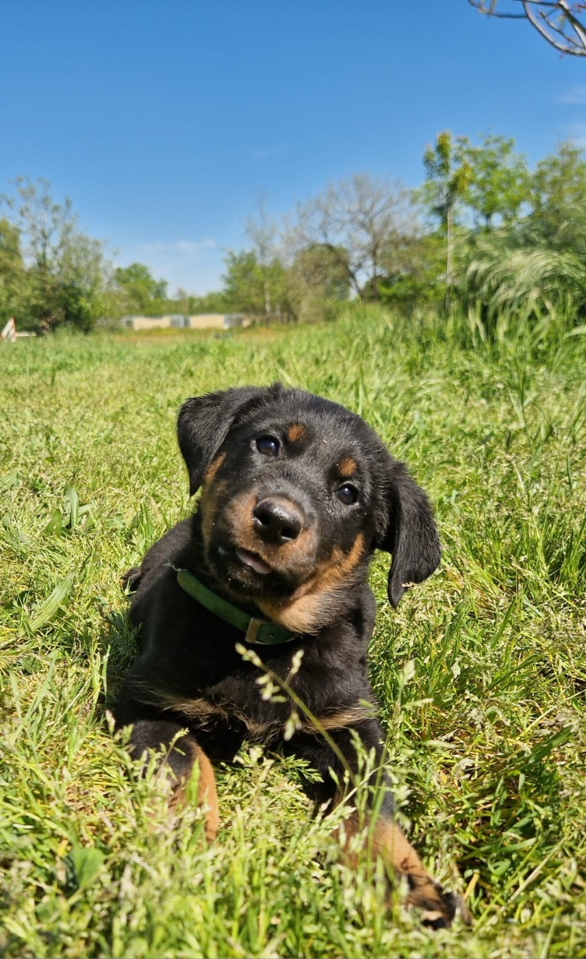 Barbotine collier vert noire et feu