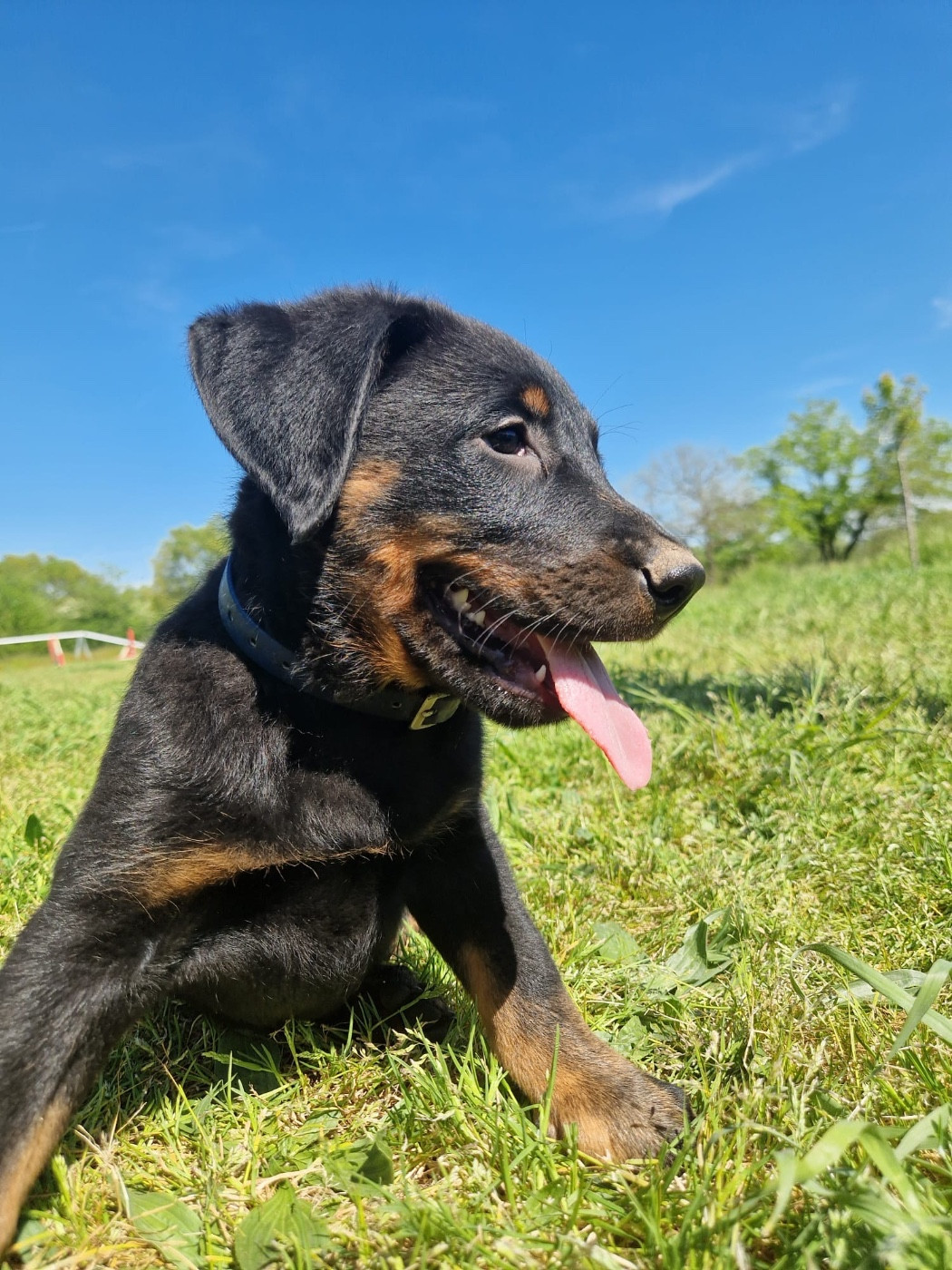 Brandy collier bleu noir et feu
