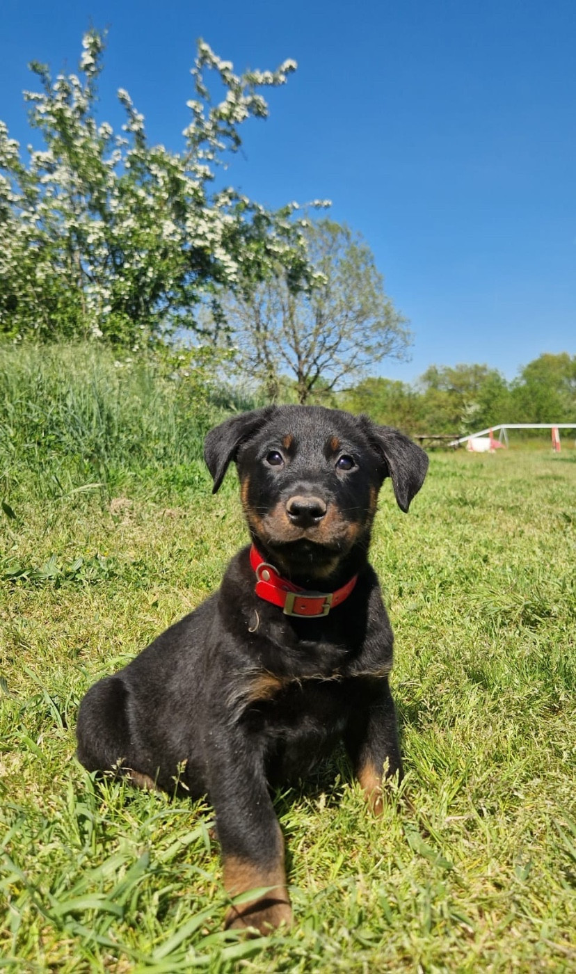 Baley's collier rouge noir et feu