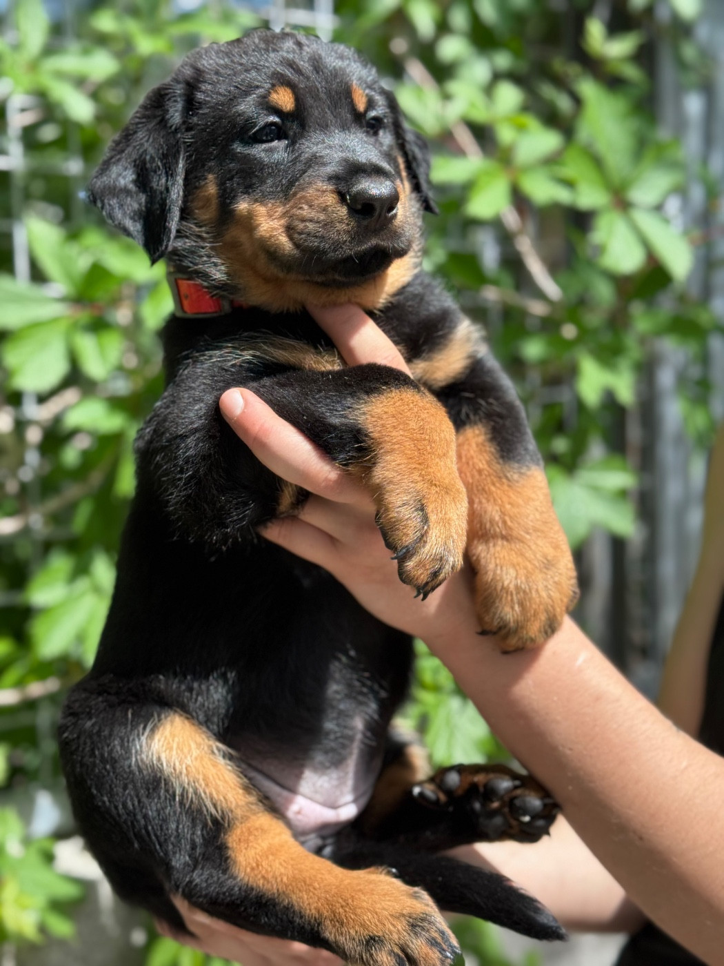 du berceau de bfamily - Chiots disponibles - Berger de Beauce