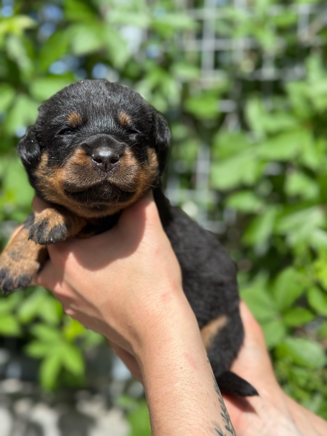 du berceau de bfamily - Chiots disponibles - Berger de Beauce