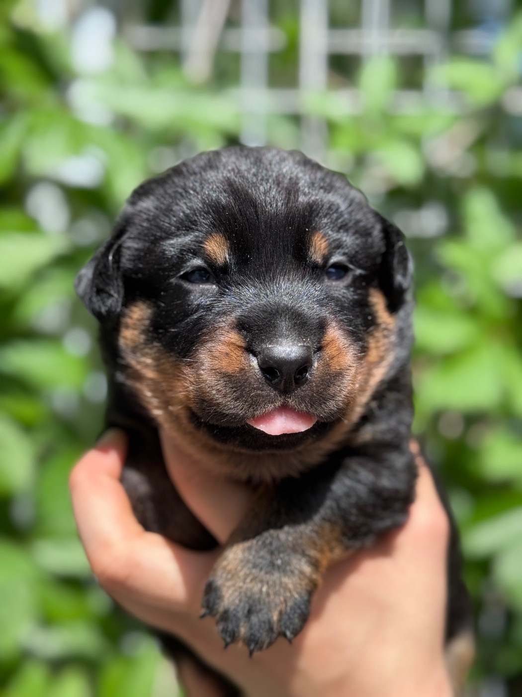 du berceau de bfamily - Chiots disponibles - Berger de Beauce