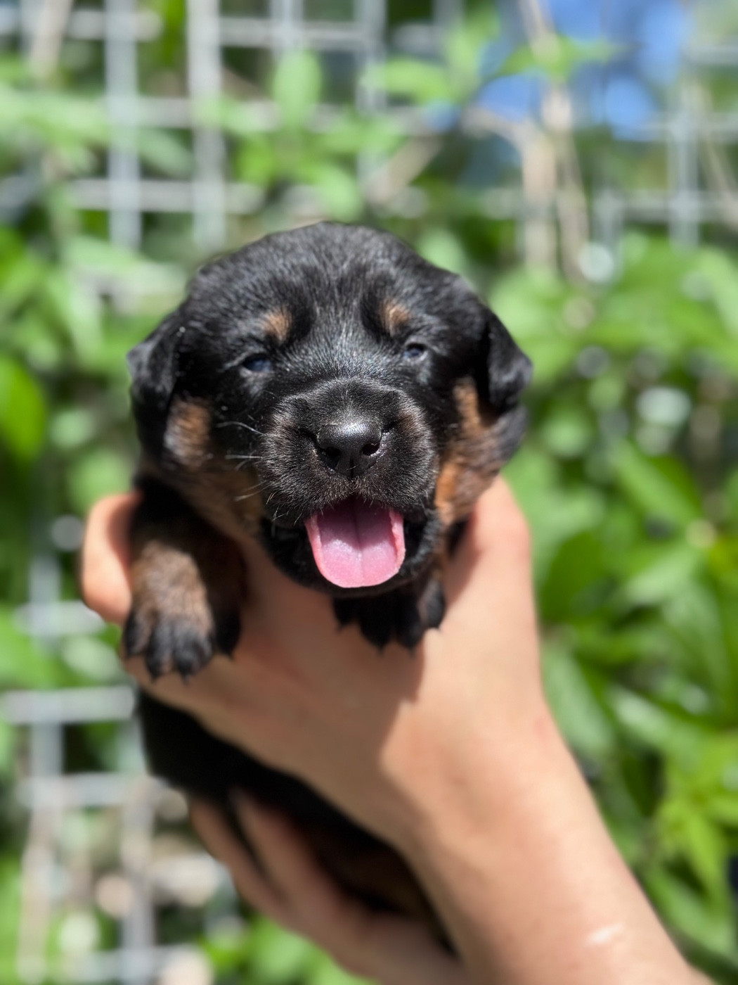 du berceau de bfamily - Chiots disponibles - Berger de Beauce