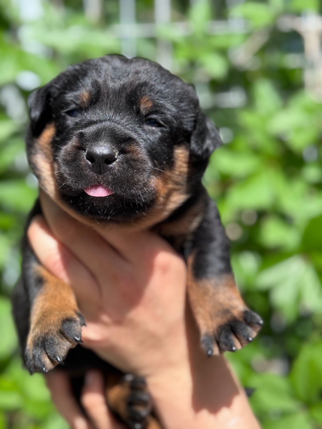 du berceau de bfamily - Chiots disponibles - Berger de Beauce
