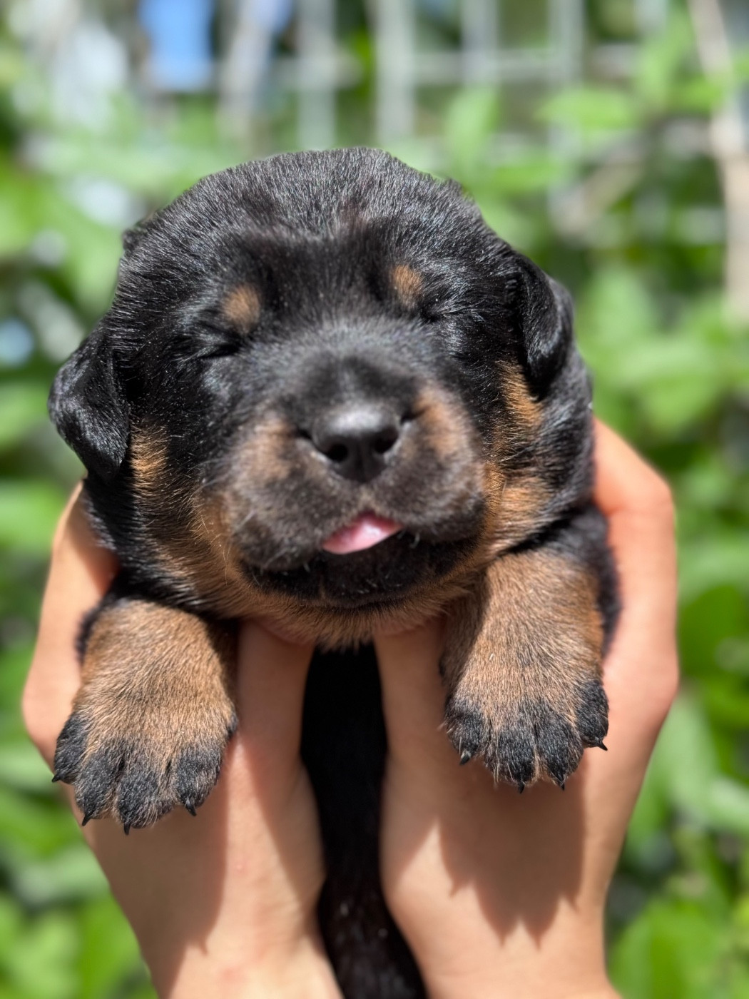 du berceau de bfamily - Chiots disponibles - Berger de Beauce