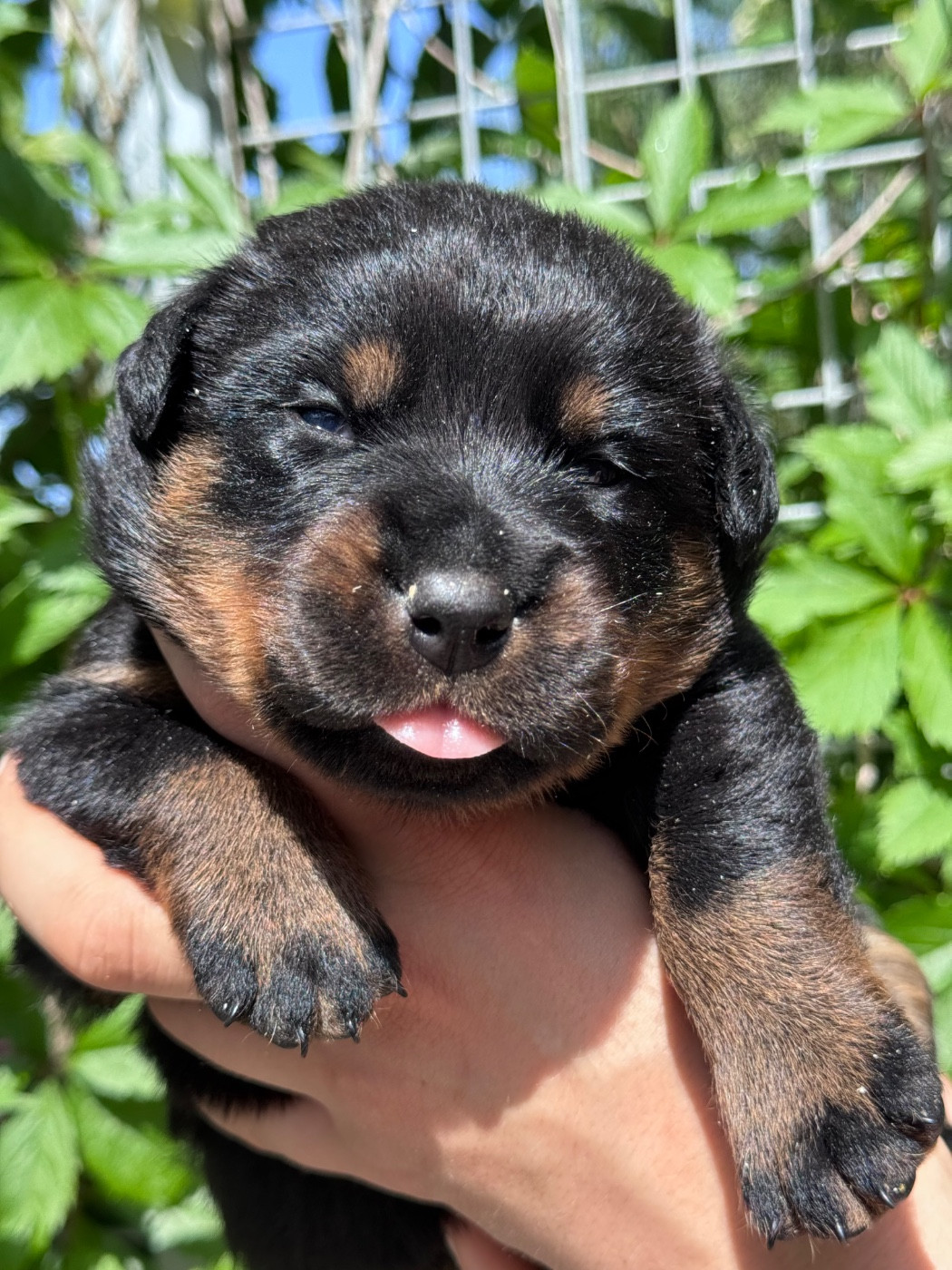 du berceau de bfamily - Chiots disponibles - Berger de Beauce