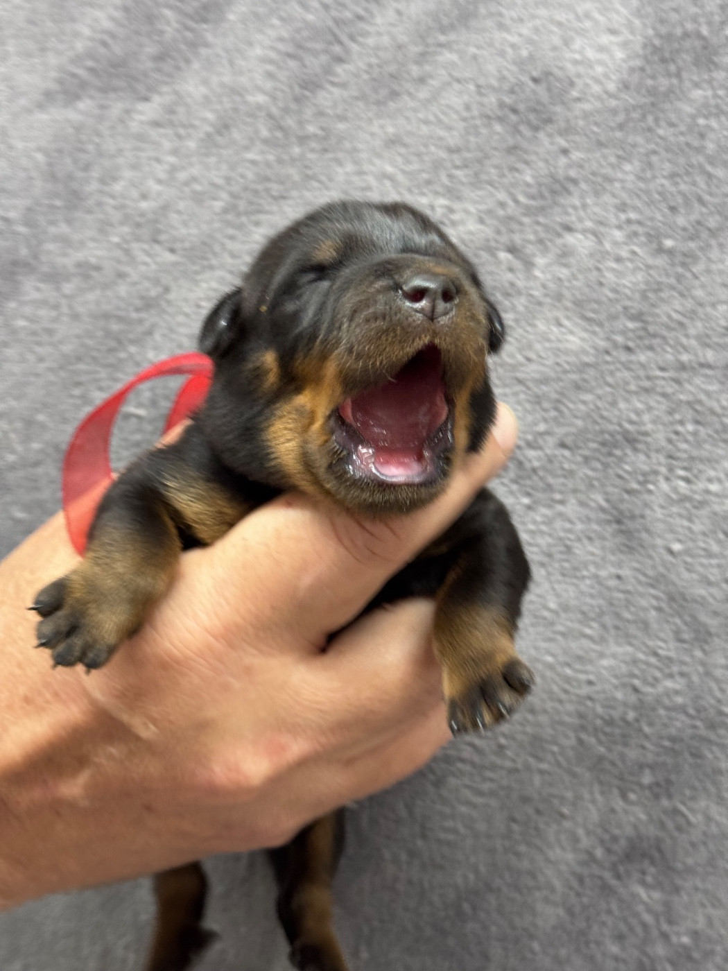 du berceau de bfamily - Chiots disponibles - Berger de Beauce