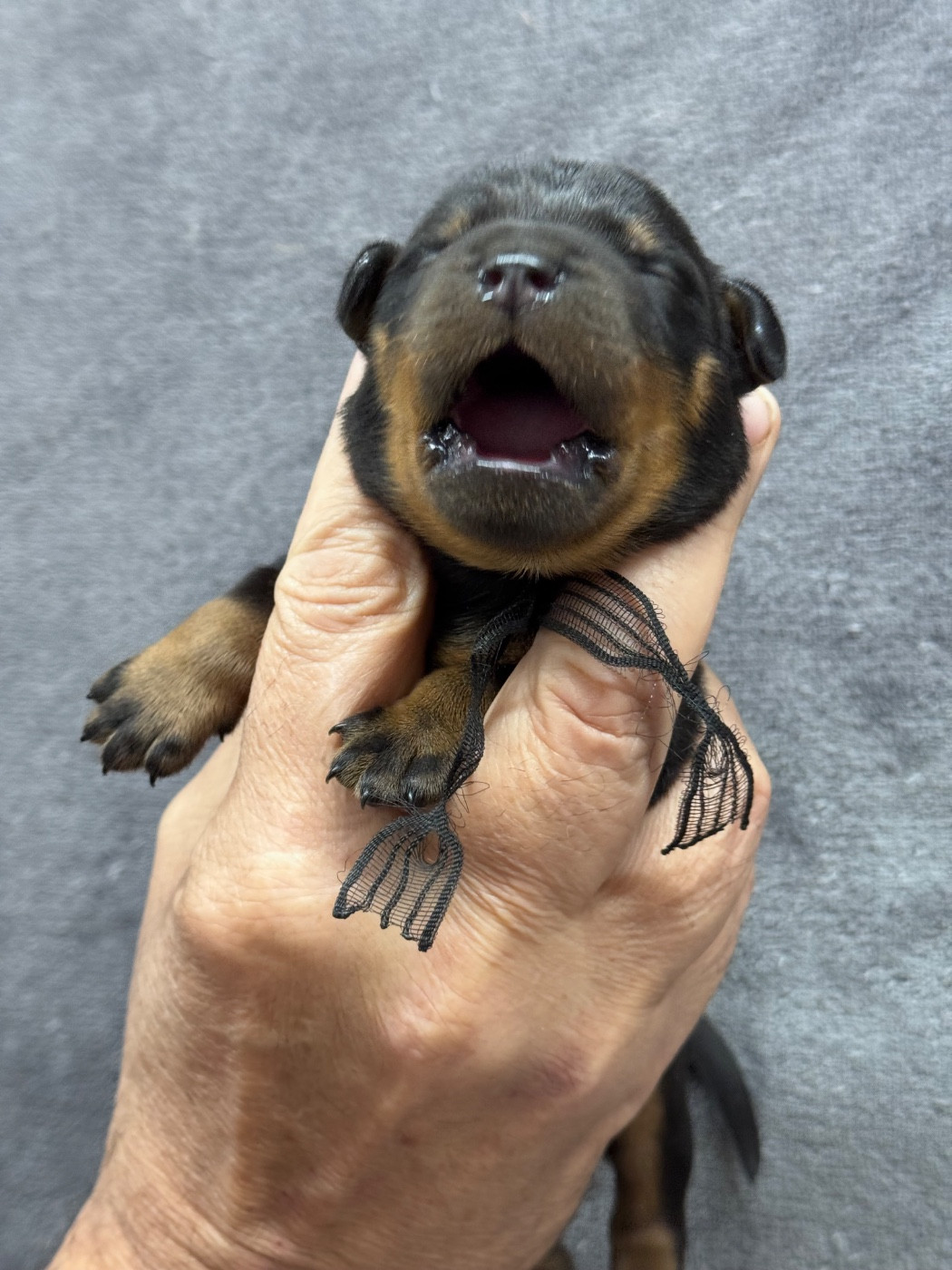 du berceau de bfamily - Chiots disponibles - Berger de Beauce