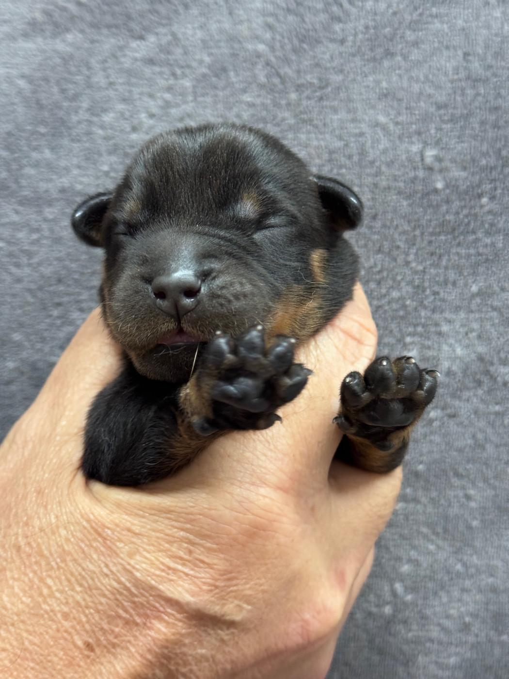 du berceau de bfamily - Chiots disponibles - Berger de Beauce
