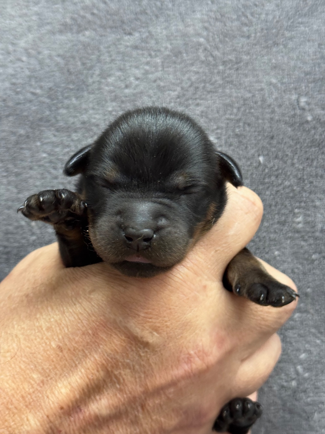 du berceau de bfamily - Chiots disponibles - Berger de Beauce