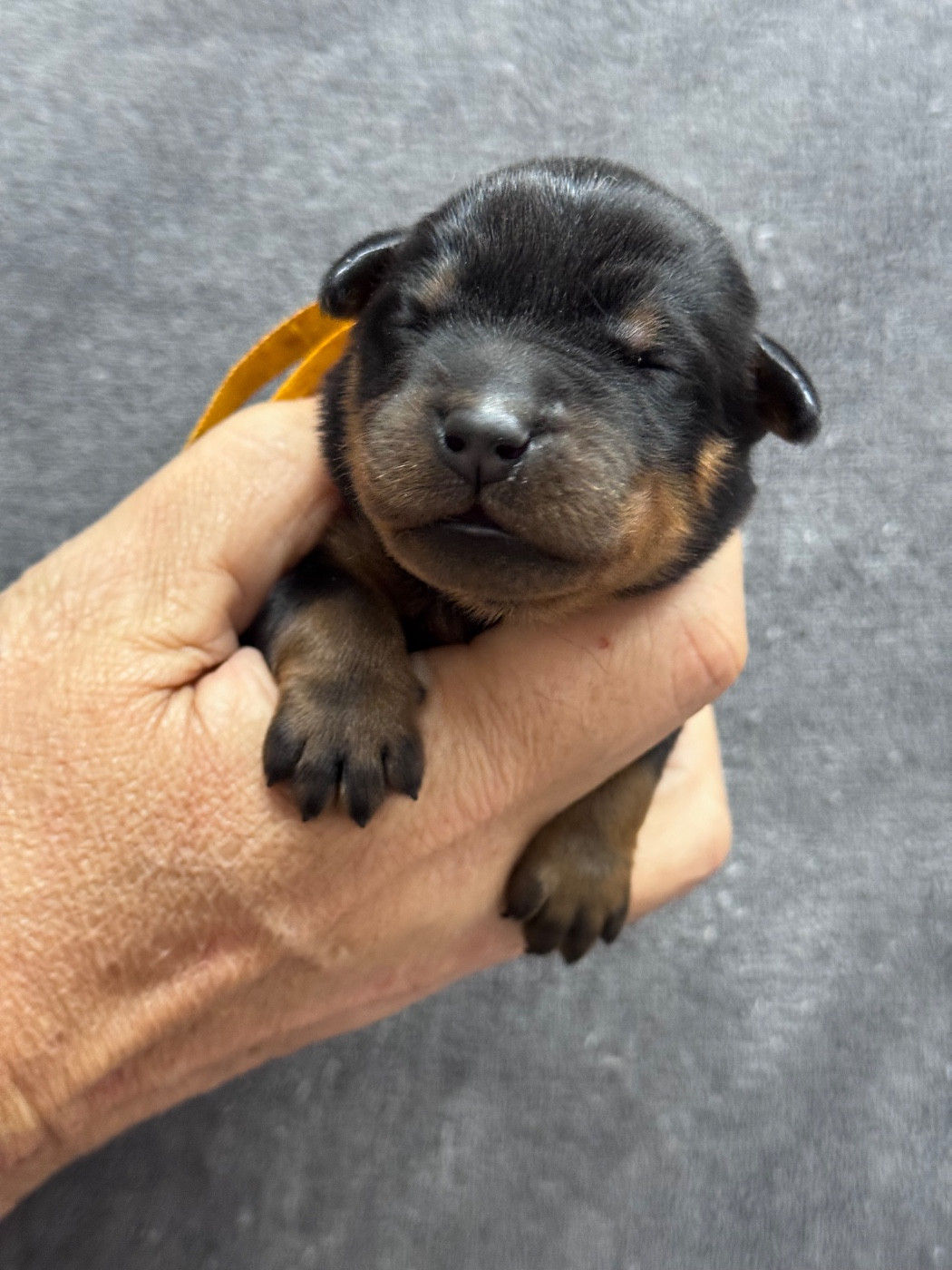 du berceau de bfamily - Chiots disponibles - Berger de Beauce