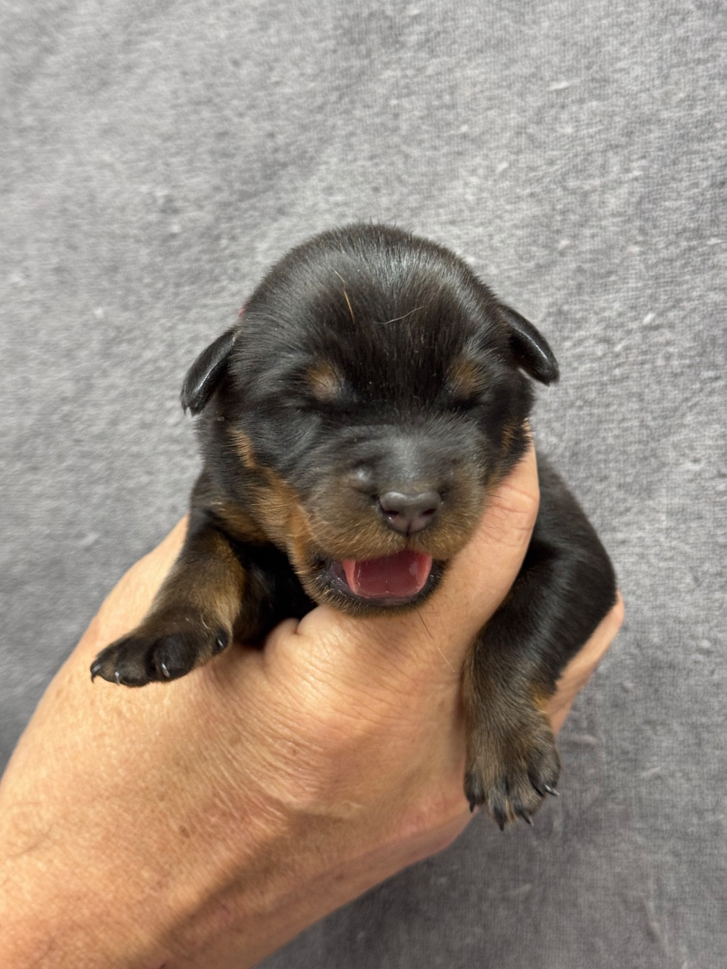 du berceau de bfamily - Chiots disponibles - Berger de Beauce