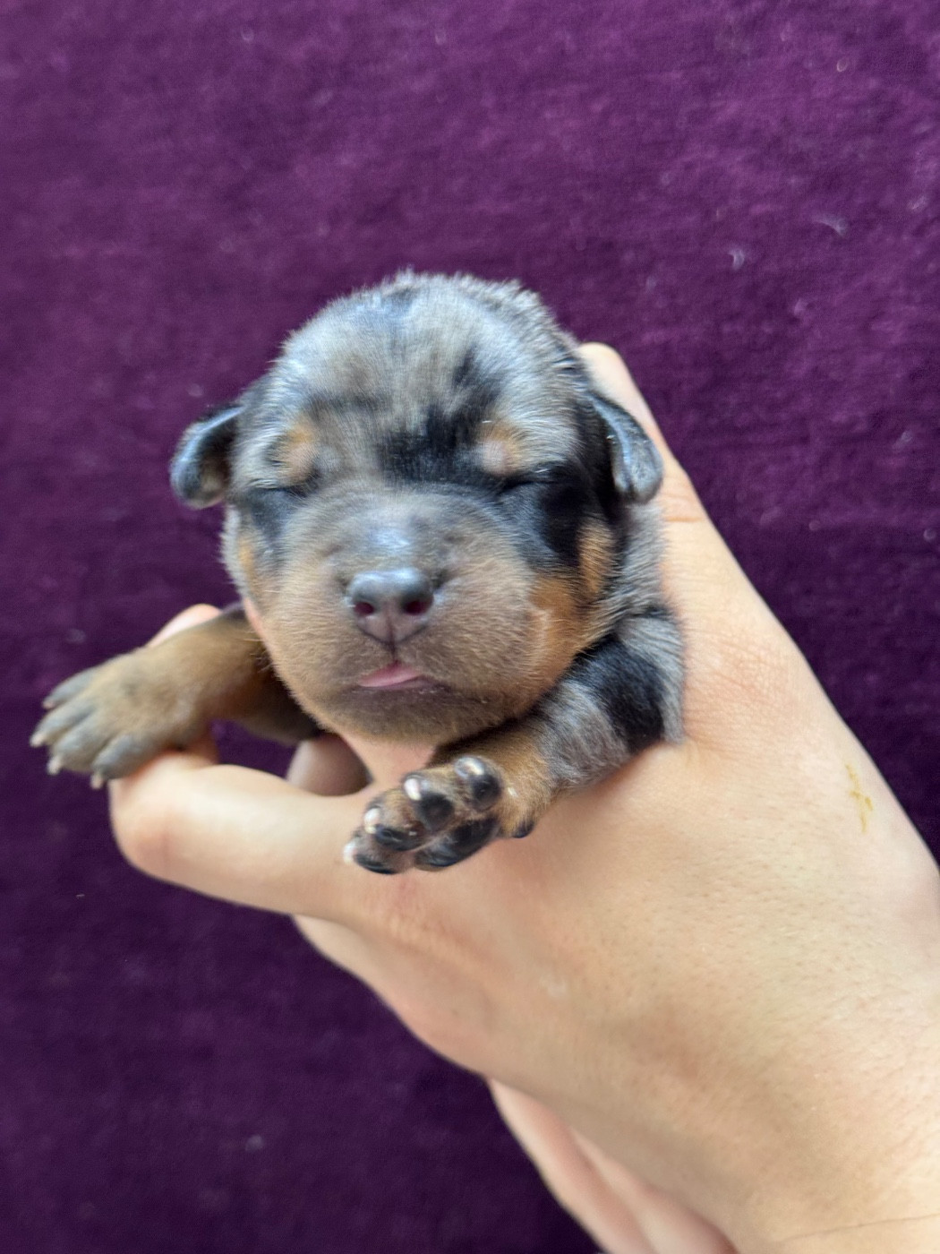 du berceau de bfamily - Chiots disponibles - Berger de Beauce