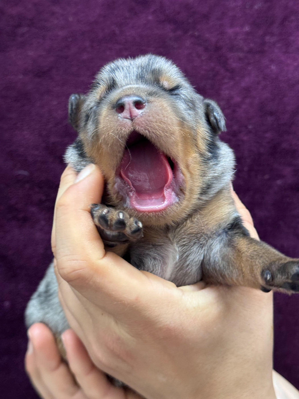 du berceau de bfamily - Chiots disponibles - Berger de Beauce