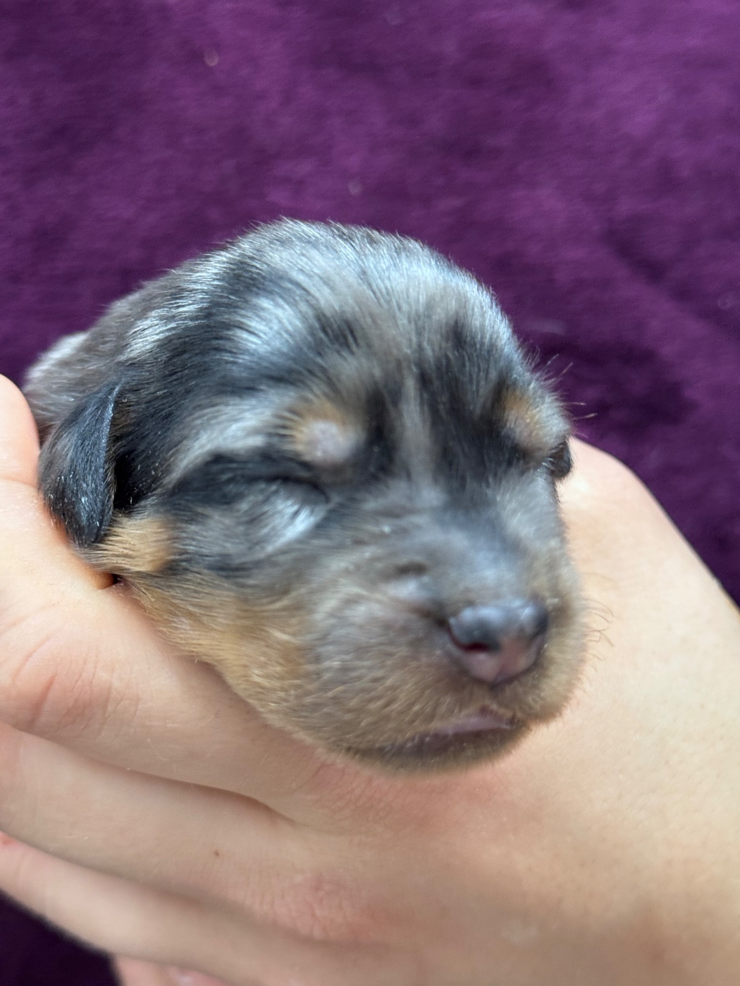 du berceau de bfamily - Chiots disponibles - Berger de Beauce