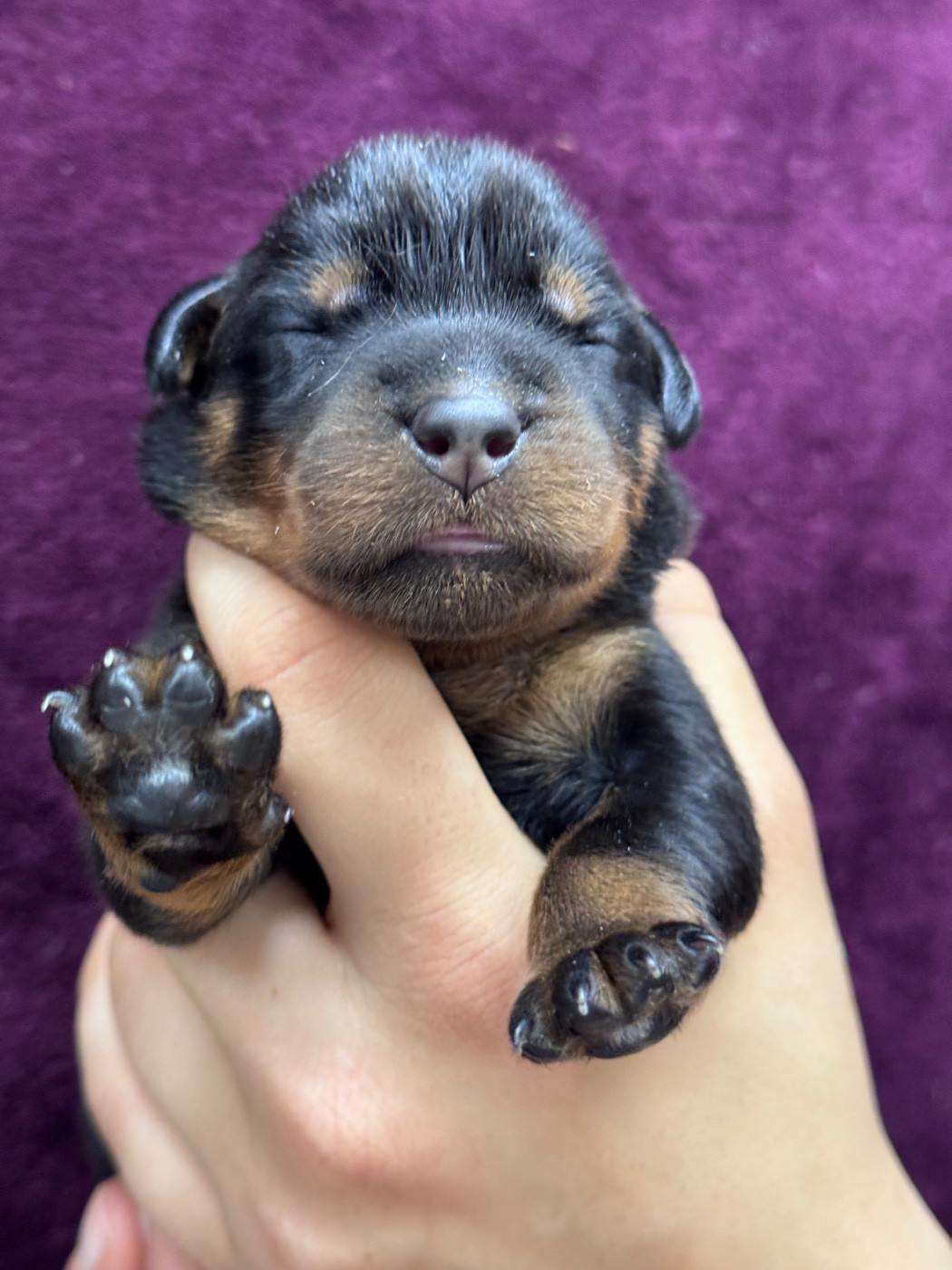 du berceau de bfamily - Chiots disponibles - Berger de Beauce