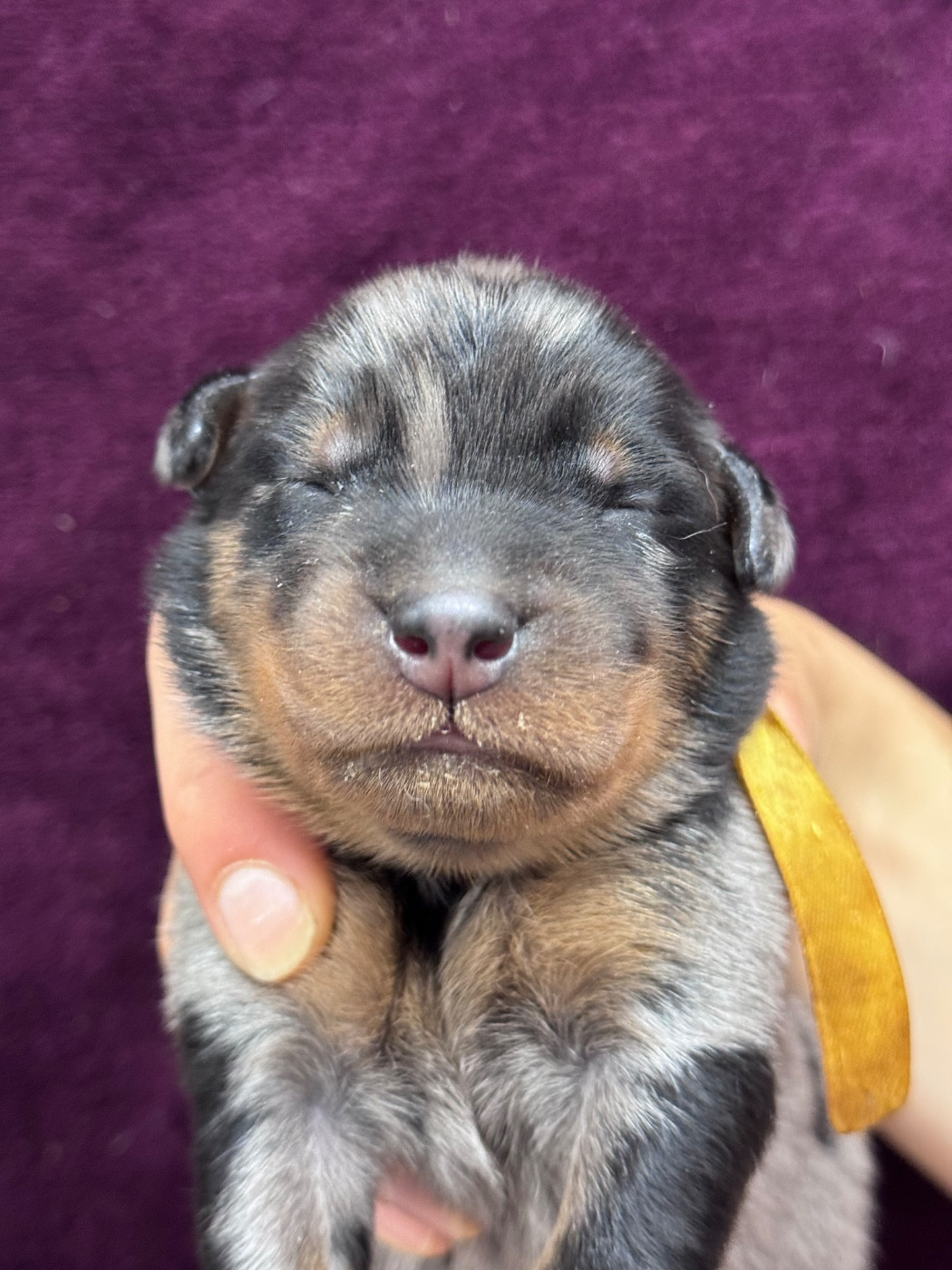 du berceau de bfamily - Chiots disponibles - Berger de Beauce